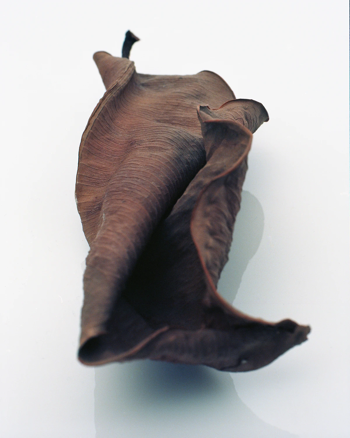 Dried leaf